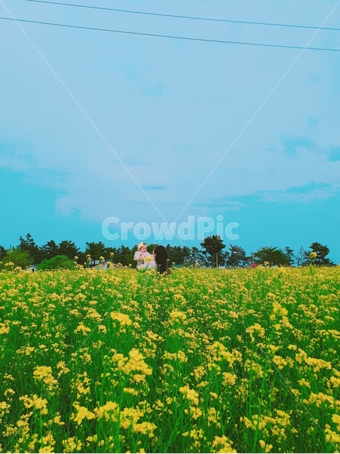 봄,꽃,봄꽃,꽃구경,유채꽃,여행,엄마와아들,spring,flower,travel