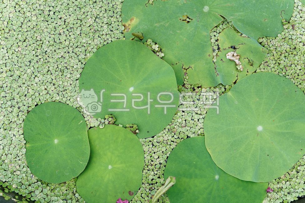연잎, 녹색, 잎, 자연, 식물, 사진,이미지,일러스트,캘리그라피 - hys작가