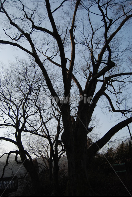 겨울,산,자연,나무,등산로,식물,자연,plants,nature,나무,trees,wood