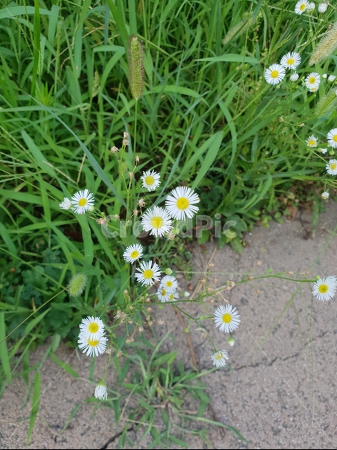 꽃,자연,친환경,초록,청량