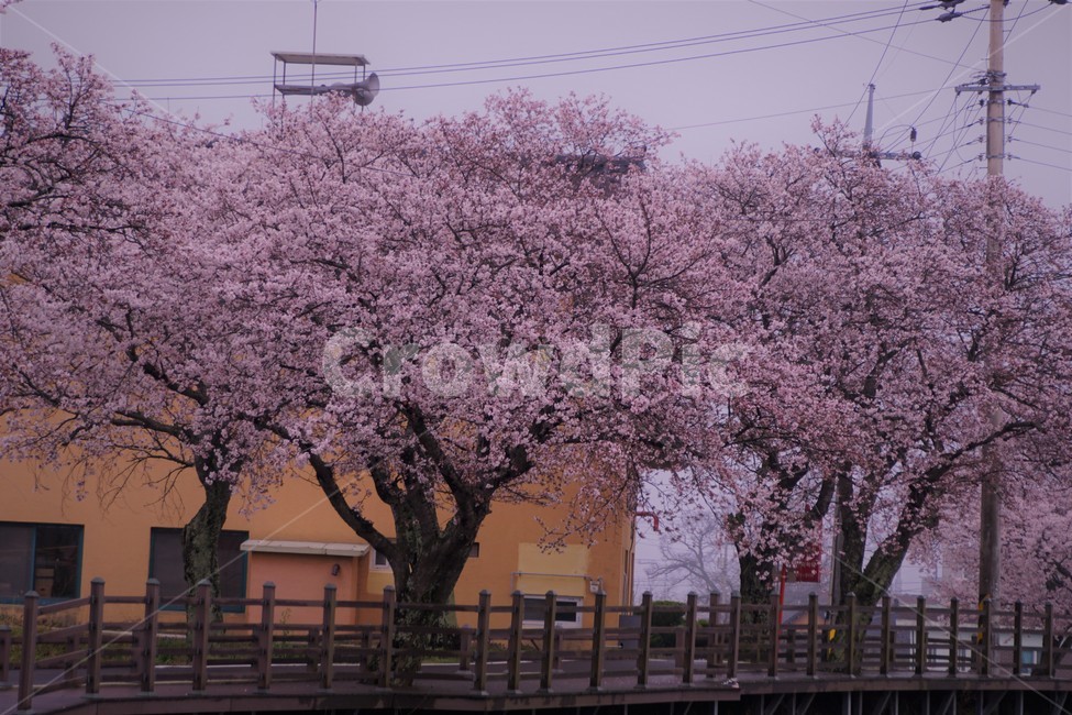 꽃,벚꽃,벚나무,나무,자연,식물,자연풍경,봄,spring,nature,trees,감성,분홍색,pink,길,풀,sky,하늘,건물,봄,계절,spring,season,식물,자연,plants,nature,꽃,flower,나무,trees,wood,plant,blossom