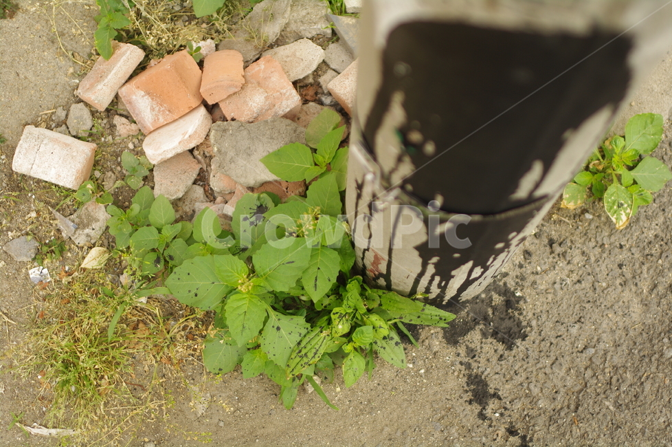 풀꽃,전봇대,골목,초록,벽돌,plant,식물,leaf,잎