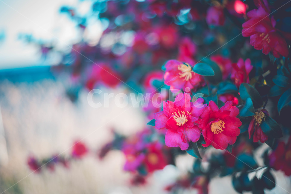 plant,식물,flower,blossom,꽃,geranium,제라늄,식물,자연,plants,nature,꽃,flower