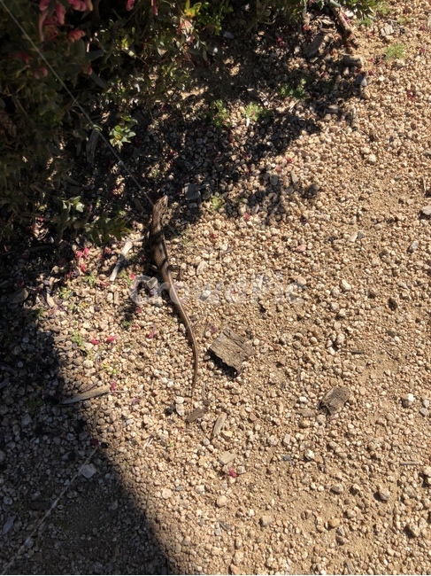 도로,흙길,dirtroad,자갈,도마뱀,자연