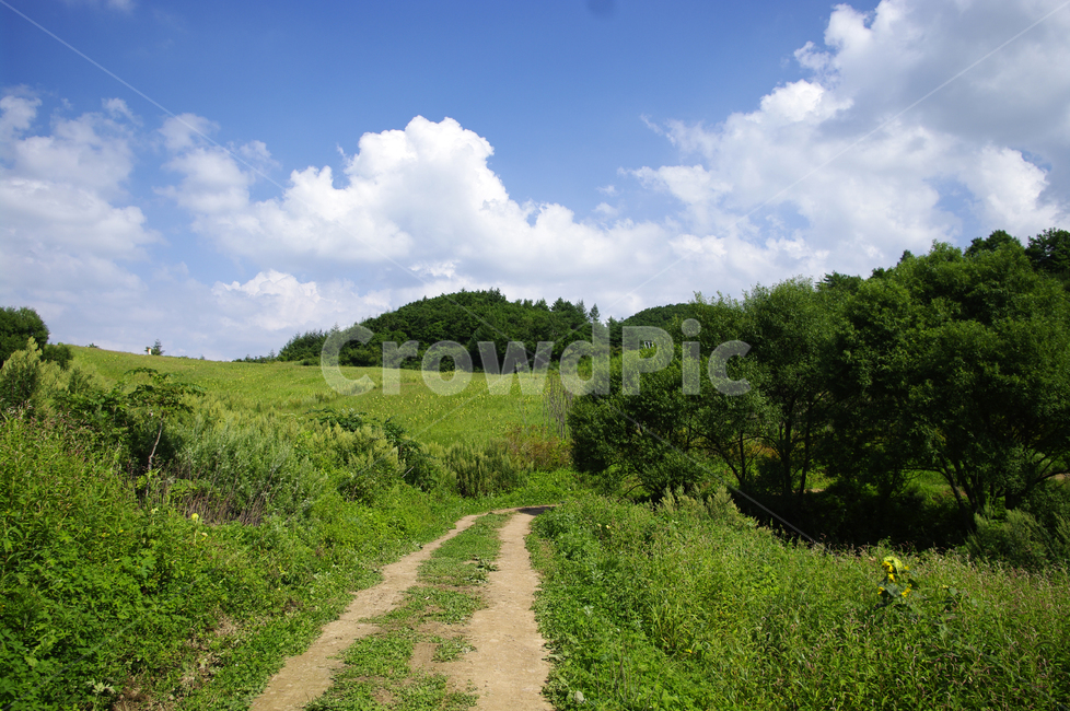 하늘,식물,초록,풍경,구름,nature,자연,목초지,길,자연,풍경,nature,landscape