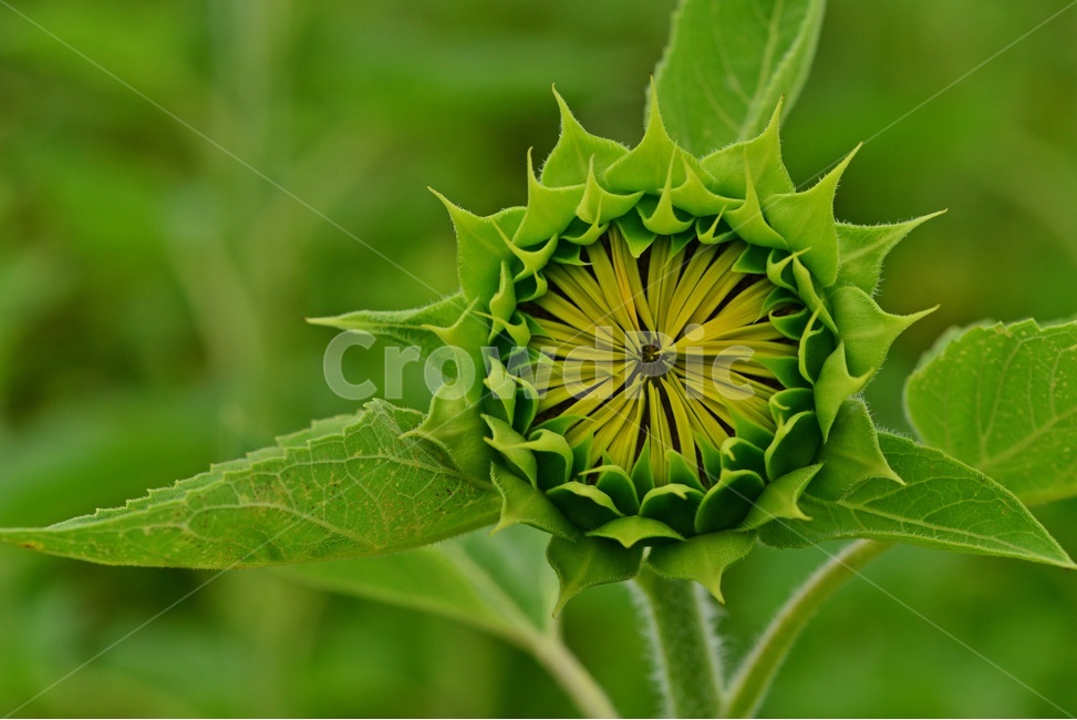flower,sprout,새싹,bud,싹,blossom,꽃,plant,식물,해바라기,해바라기꽃,식물,자연,plants,nature