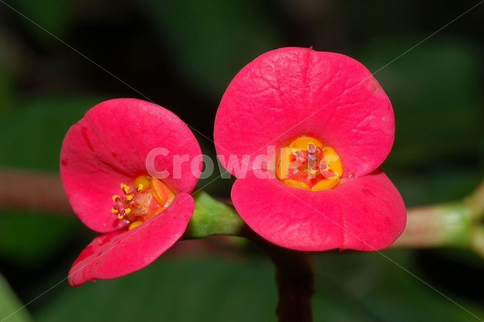 자연,꽃,화려함,예쁜,Nature,Flower,Beautiful,Colorful,빨강,꽃기린,식물,자연,plants,nature,꽃,flower