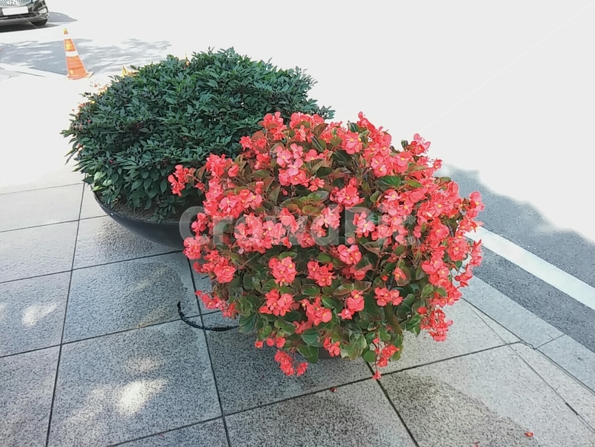꽃,flower,분홍,낮,pink