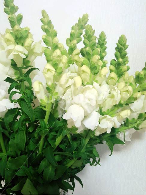 자연,식물,꽃,flower,플라워,식물,자연,plants,nature,꽃,flower