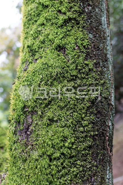green,nature,Moss,bryophyta,tree,tree moss,outdoor,moss,tree trunk,plant,treetrunk
