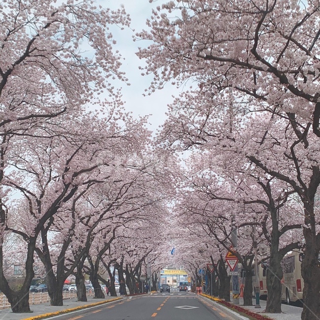 벚꽃,봄,벚꽃축제,도로,벚꽃길,4월,봄,계절,spring,season,자연,풍경,nature,landscape,plant,식물