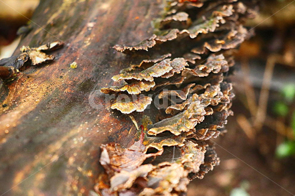 버섯,고목,fungus,진균류,나무,자연