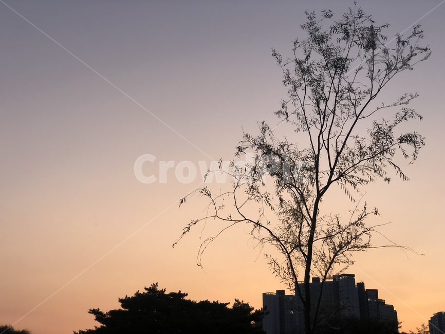 nature,자연,outdoors,옥외,silhouette,실루엣,redsky,붉은하늘,dawn,새벽,sunset,일몰,dusk,황혼,sky,하늘,tree,나무,그림자,풍경