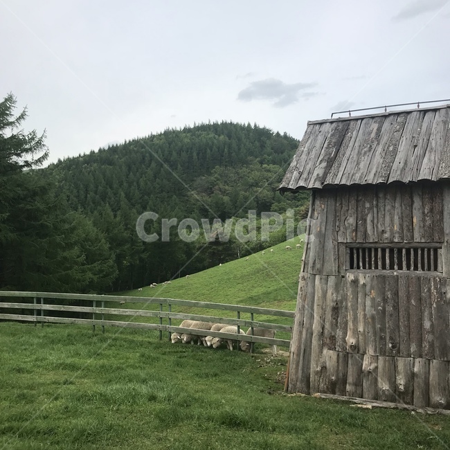 목장,양,초원,들판,오두막,동물,animal,포유류,mammal,산업,industry,industrial,목축업,목장,livestock farming,ranching,pasture