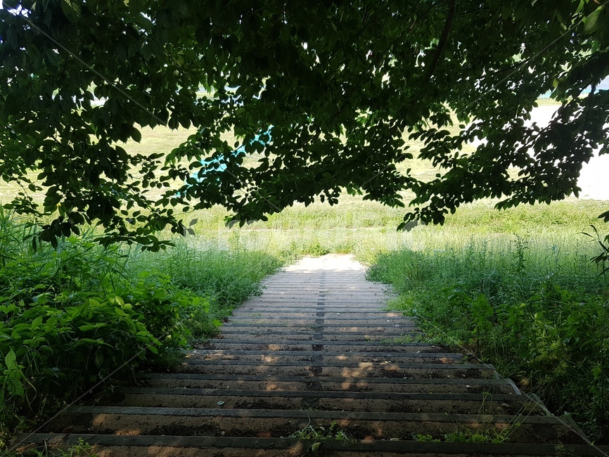 나무,계단,산책로,풀숲,들풀