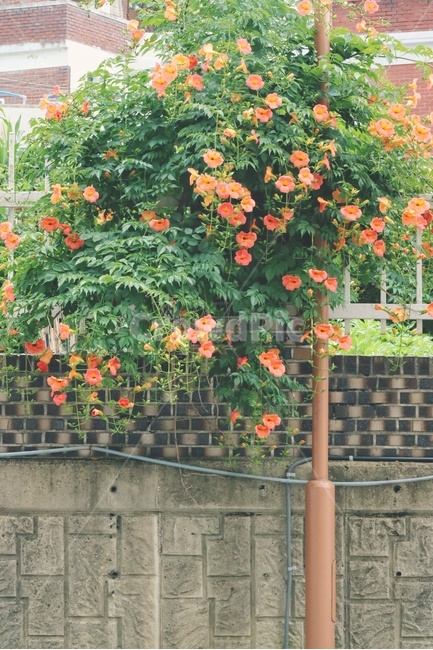 능소화,꽃,flower,식물,plants,식물,자연,plants,nature,꽃,flower