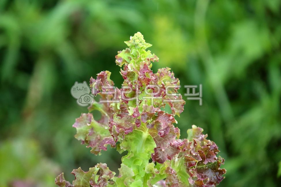 식물, 상추, lettuce, food, vegetable, 사진,이미지,일러스트,캘리그라피 - benjamin작가