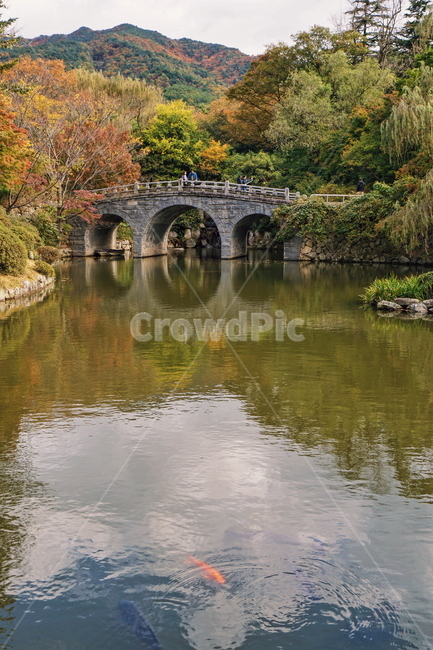 연못,pond,자연,nature,다리,bridge,물고기,잉어,물,water,옥외,outdoors,풍경,가을,계절,fall,autumn,season,자연,풍경,nature,landscape,building,건물