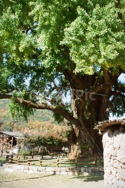 은행나무,노거수,거목,나무,수목,시골,마을,풍경,landscape,country,rural,town,식물,자연,plants,nature,나무,trees,wood,감성,sensible,feeling
