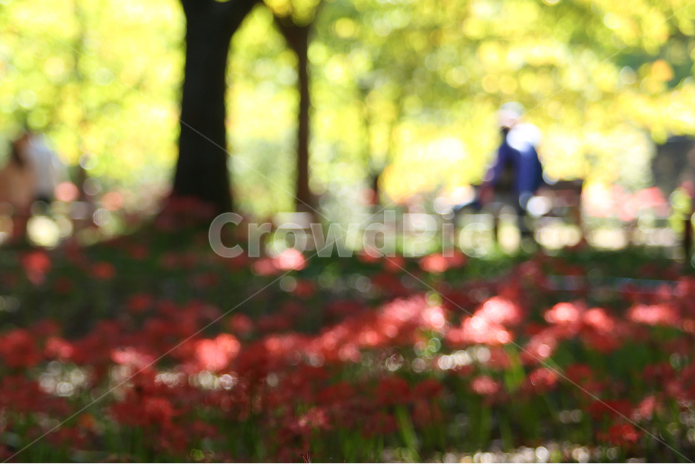 꽃무릇,분당중앙공원,공원,redspider,park,flower,red,꽃,자연,풍경,nature,landscape