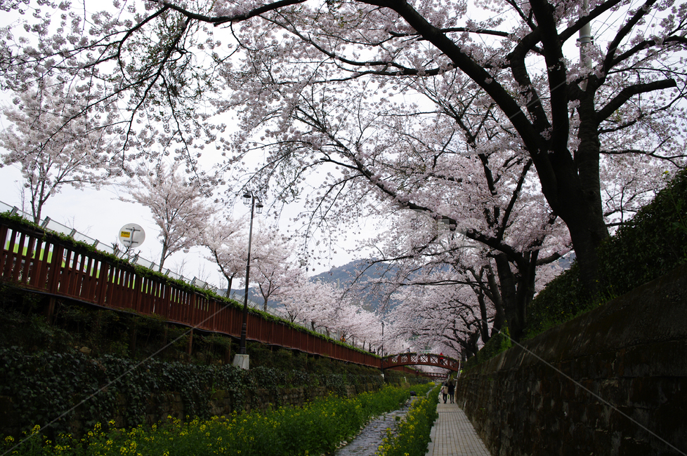 벚꽃,봄,나무,여좌천,진해,꽃,봄,계절,spring,season,plant,식물