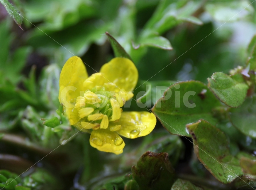 접사,꽃,노랑꽃,비온뒤,청초함,식물,자연,plants,nature,비,비오는날,rain,rainy,꽃,flower
