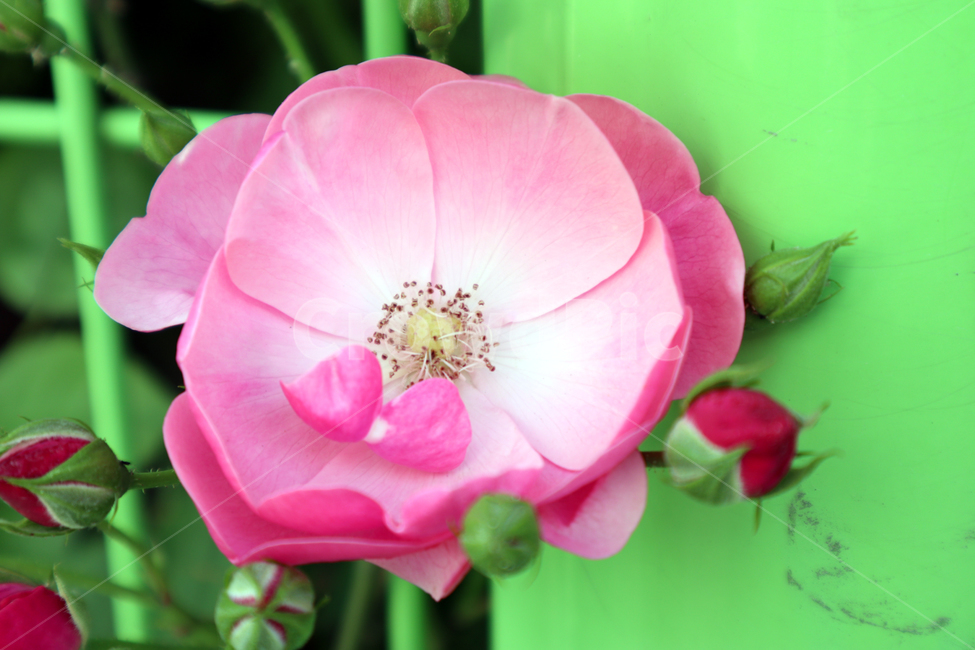 꽃,식물,플라워,flower,봄,식물,자연,plants,nature,꽃,flower