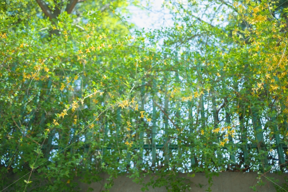자연,꽃,개나리,담장,녹색,노란색,싱그러움,눈부심,그리움,감성,koreaforsythia,fence,green,yellow,nature,flower,봄,계절,spring,season,휴식,힐링,rest,relaxation,healing,식물,자연,plants,nature,꽃,flower,감성,sensible,feeling,tree,나무,plant