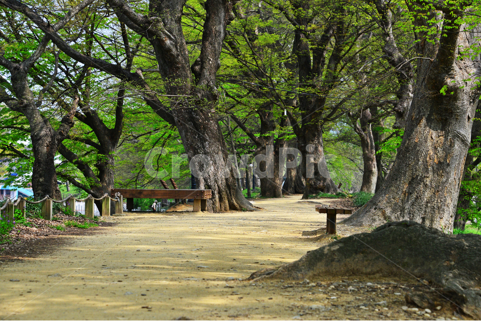 nature,자연,outdoors,옥외,plant,식물,treetrunk,나무줄기,tree,나무,bench,벤치,담양,관방천,관방제림,고목,봄,연두색,계절