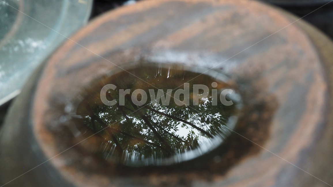항아리뚜껑,빗물,나무,고인물,tree