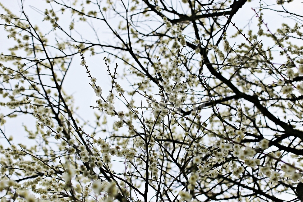 매화마을,매화꽃,매화축제,매화,꽃,flower,봄,계절,spring,season,식물,자연,plants,nature,꽃,flower,tree,나무,plant