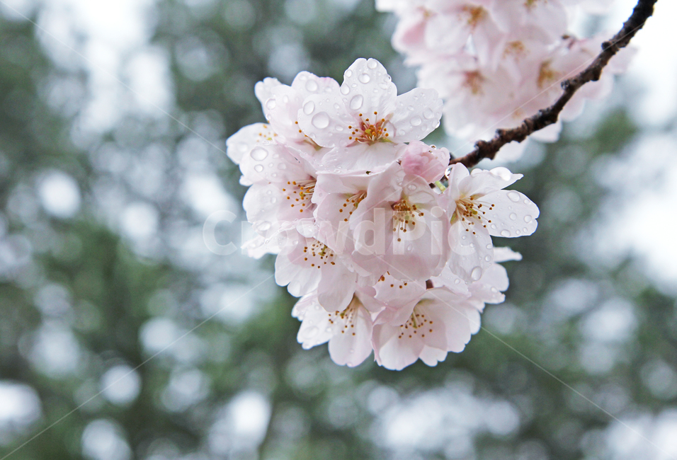 spring flowers,spring,Cherry Blossom,petal,spring day,pink flower,flower with water droplets,raindrop
