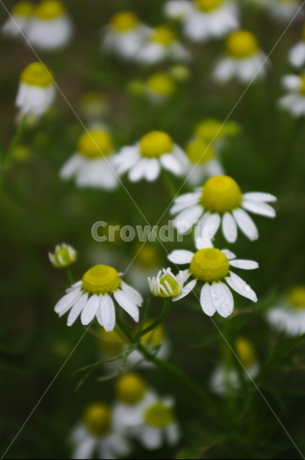 꽃,flower,계절,봄,spring,식물,plant,자연,nature,식물,자연,plants,nature,꽃,flower