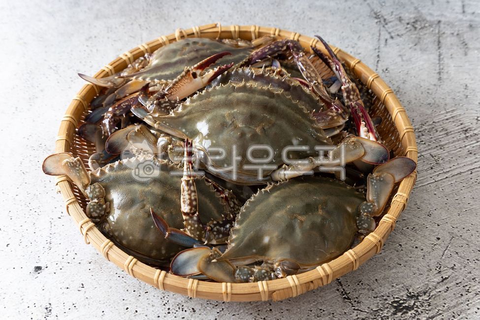 꽃게, 활꽃게, 게, 수산물, 갑각류, 사진,이미지,일러스트,캘리그라피 - 돌프작가