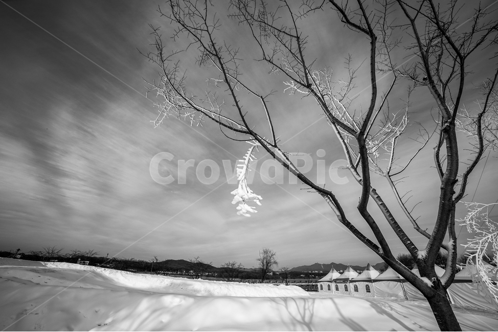 눈,흰눈,백설,썰매장,공원,나무,상고대,그림자,풍경,감성,겨울,계절,winter,season,자연,풍경,nature,landscape,흑백,모노톤,monochrome,black and white,outdoors,옥외