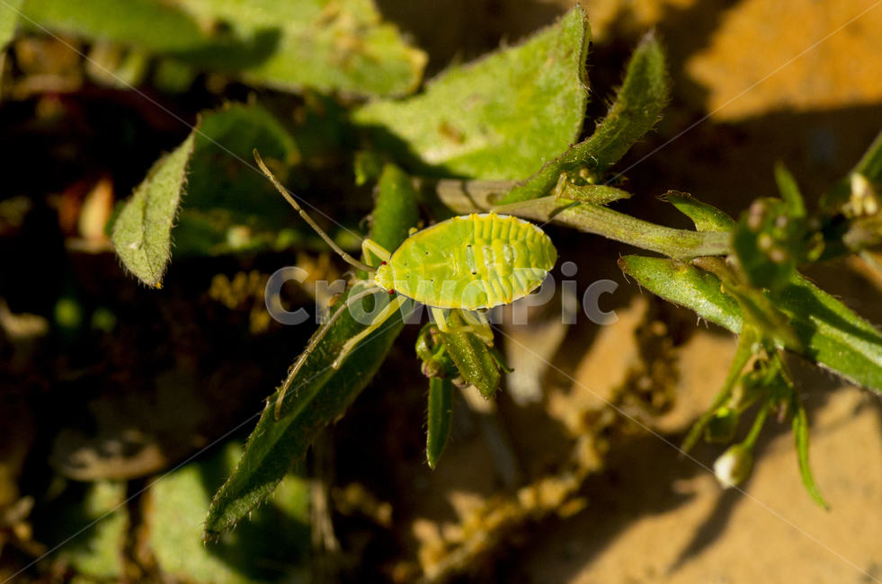 노린재,곤충,벌레,동물,가을,해충,가을곤충,여름곤충,동물,animal,곤충,벌레,insect,bug