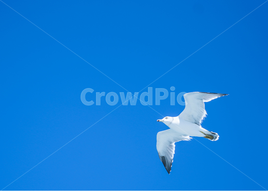 갈매기,비행,하늘,바다,자연,동물,animal,조류,새,birds
