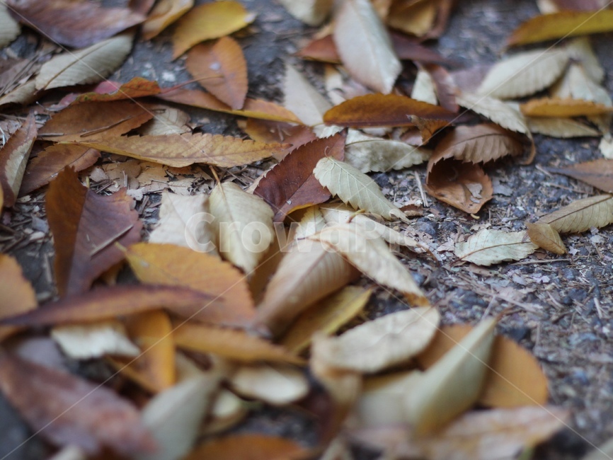 낙엽,가을,낙엽길,자연,낙엽잎,autumn,가을잎,잎,바닥,길바닥,가을길,가을느낌,가을,계절,fall,autumn,season,plant,식물,leaf