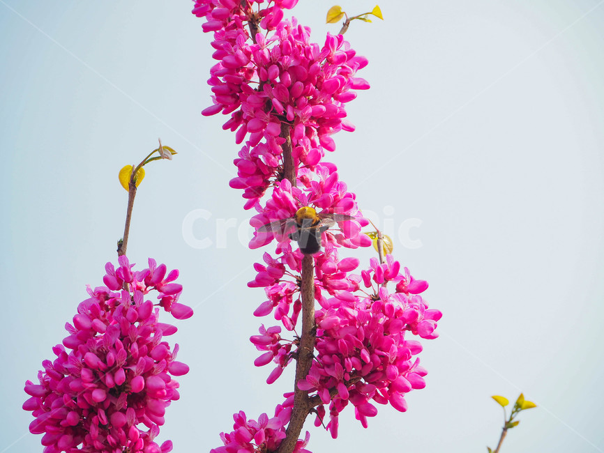 꽃,봄,꿀벌,꽃구경,초봄,자연,봄꽃,식물,자연,plants,nature,꽃,flower,동물,animal,곤충,벌레,insect,bug