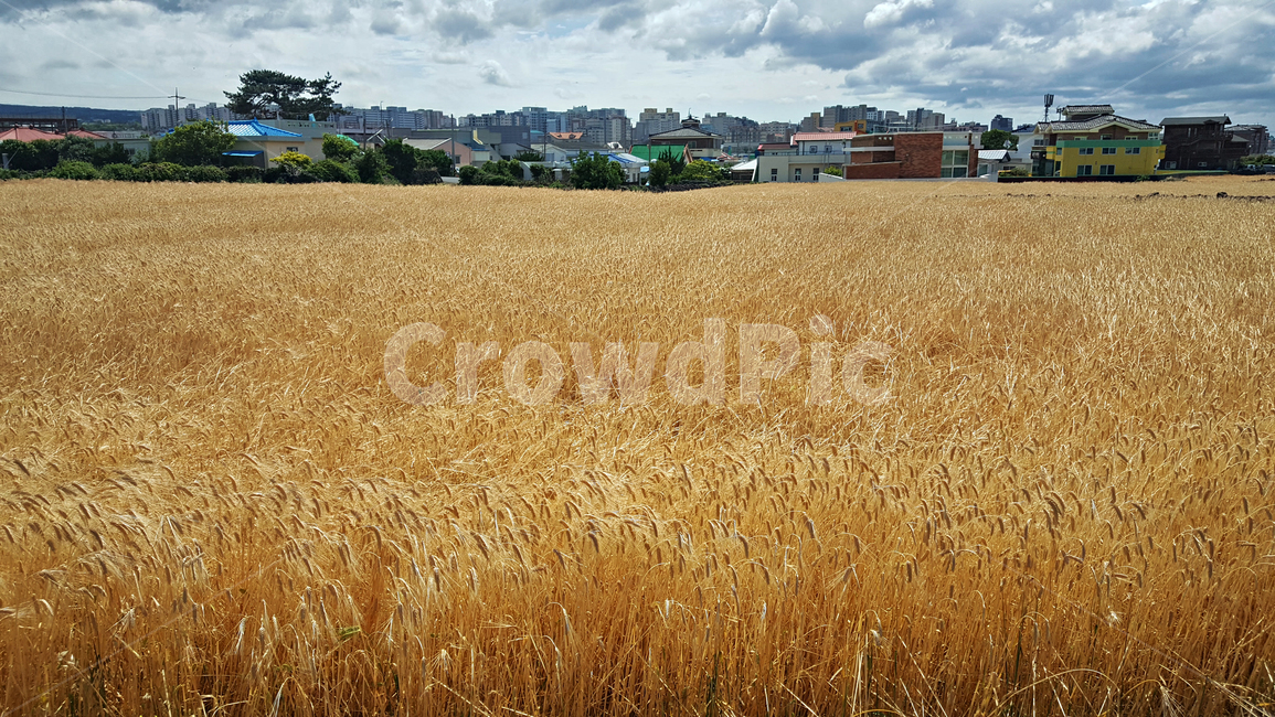 보리밭,보리,plant,produce,vegetable,야채,grain,곡물