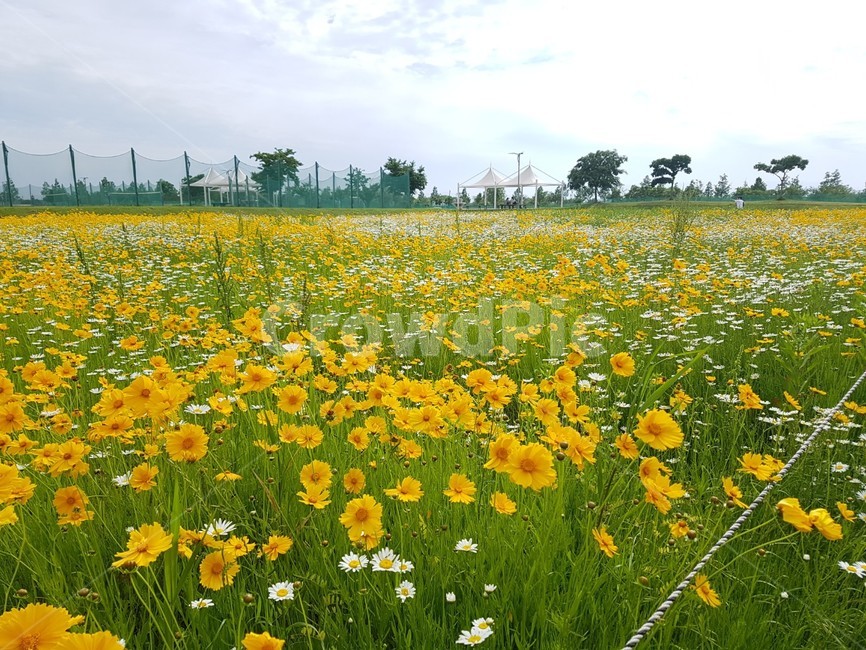 꽃,꽃밭,봄,공원,코스모스,자연,꽃,flower