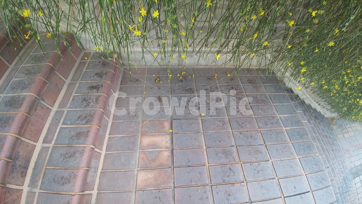 꽃,자연,줄기,식물,초록색,노란색,식물,자연,plants,nature,꽃,flower