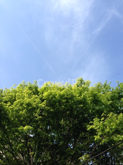 하늘,숲,나무,푸른,구름,여름,날씨,상쾌,tree,green,sky