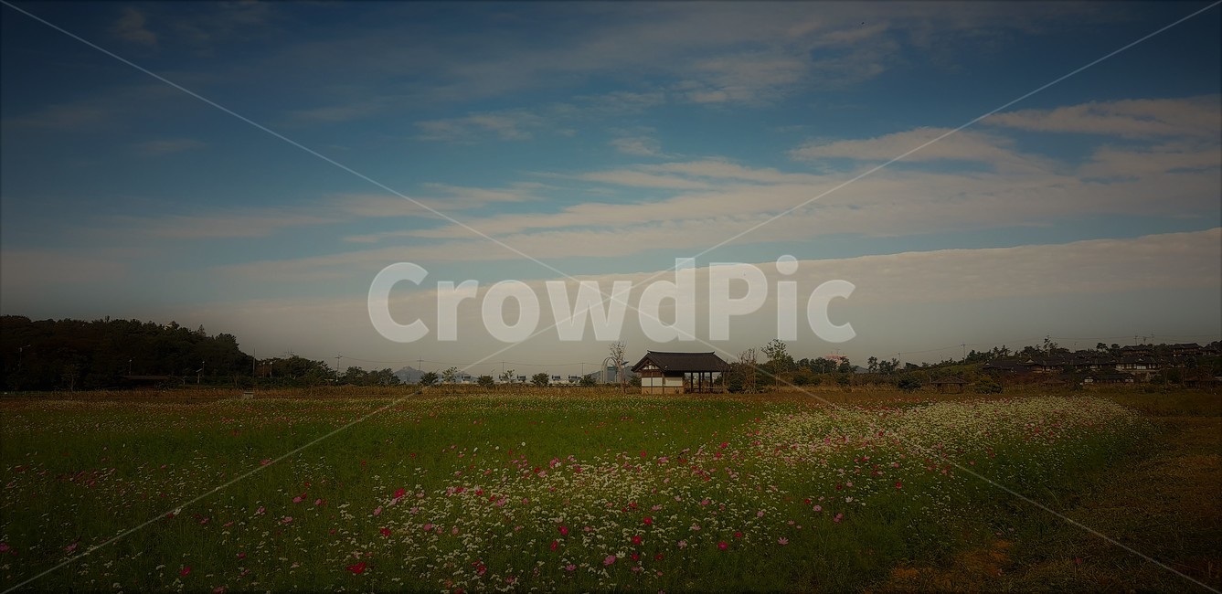 가을,꽃,코스모스,메밀,순수,식물,자연,계절,풍경,감성,flower,서정,nature,하늘,beauty,구름,자연,풍경,nature,landscape,한국자연풍경,한국자연경관,korea nature landscape,outdoors,옥외,grassland,목초지,field,들