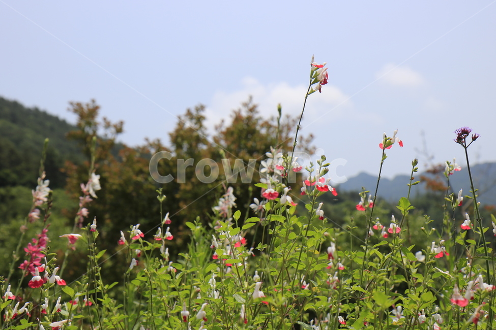 자연,풍경,경치,정원,공원,꽃,나무,하늘,풀,봄경치,여름경치,자연,풍경,nature,landscape,식물,plants,꽃,flower,geranium,제라늄,blossom,plant