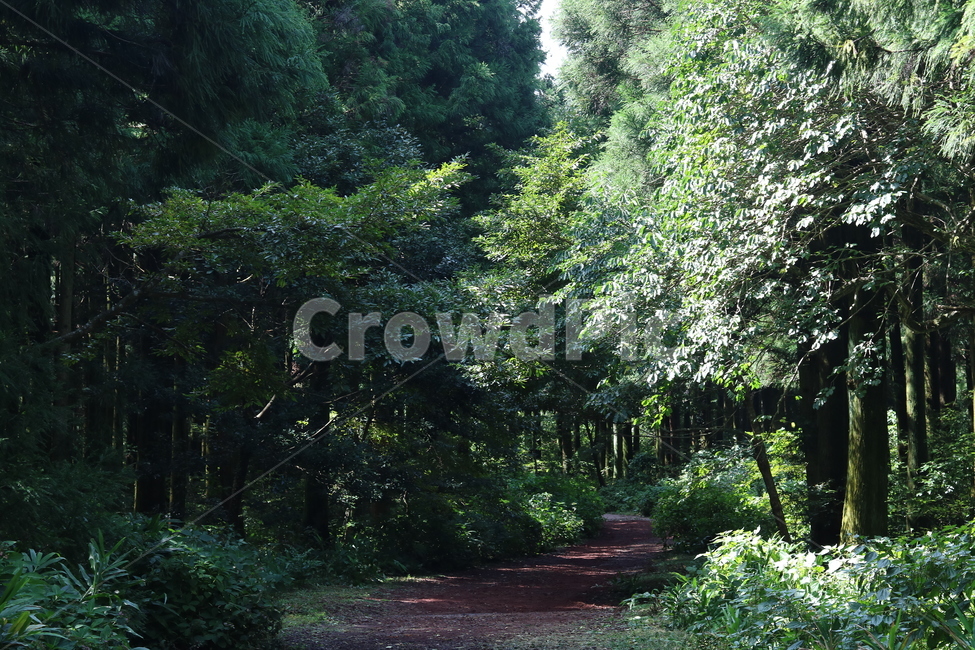 제주도,사려니숲길,나무,자연,길,붉은흙,숲길,힐링,숲,빛,자연,풍경,nature,landscape,휴식,힐링,rest,relaxation,healing,tree,plant,식물,fir,전나무