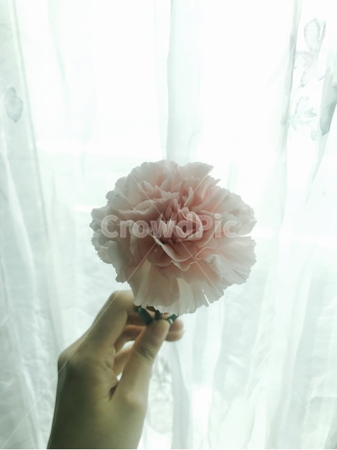 꽃,flower,blossom,커튼,감성사진,핑크,분위기