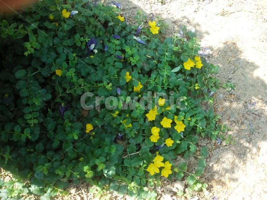 노랑색꽃,들꽃,꽃,식물,노랑색,정원,flower,자연,nature,yellow