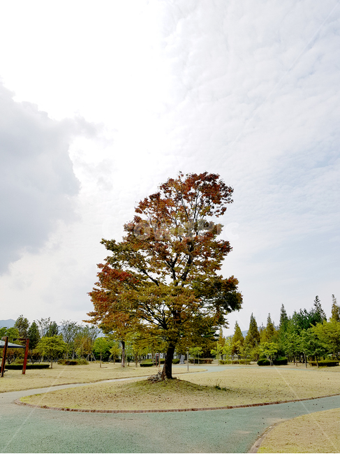 tree,나무,plant,식물,자연,공원,가을,기울어진,자연,풍경,nature,landscape