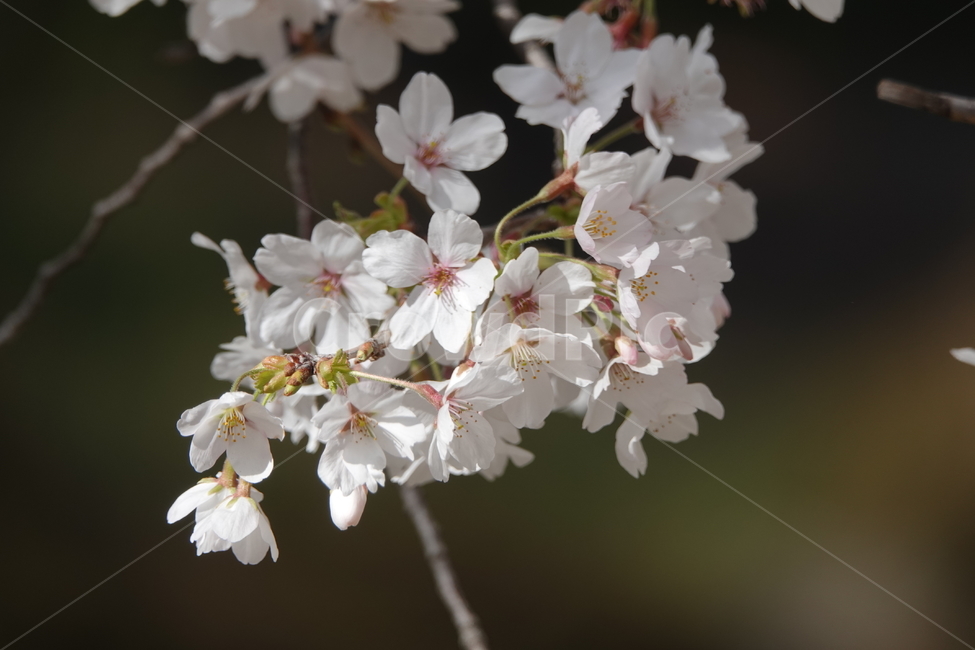 plant,식물,flower,꽃,blossom,식물,자연,plants,nature,꽃,flower